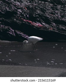 Ardeidae (white Heron) Walking In The Water On The Beach