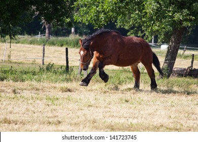 181 Ardennes horse Images, Stock Photos & Vectors | Shutterstock