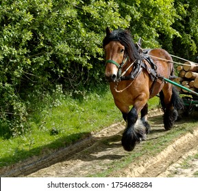 Belgium Draft Horse High Res Stock Images Shutterstock