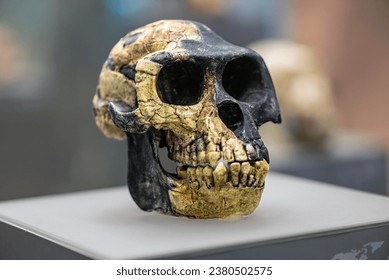 ardipithecus ramidus skull The cranium of Ardipithecus ramidus, an early Pliocene hominoid from Ethiopia, was shown to have a relatively anterior foramen magnum on a short basicranium