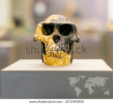 The Ardipithecus ramidus skull exhibits a small endocranial capacity (300 to 350 cubic centimeters), small cranial size relative to body size, considerable midfacial projection, and a lack of modern A