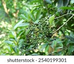 Ardisia sieboldii fruits in the lowland forest in northern Taiwan.