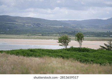 Ards Forest Park, Shell Beach, Binngorm Point, Country Donegal, Ireland. A tranquil scene featuring a gravel path leading through a field of tall grasses and shrubs towards two solitary trees standing on a sandy beach with gentle waves lapping at the shore under an overcast sky, with rolling hills in the background.