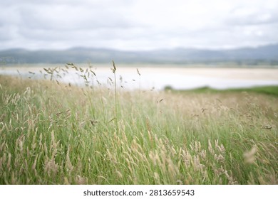 Ards Forest Park, Shell Beach, Binngorm Point, Country Donegal, Ireland. A serene field of tall grasses swaying gently in a light breeze under an overcast sky, with distant hills and a body of water reflecting the cloudy horizon.