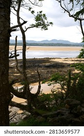 Ards Forest Park, Shell Beach, Binngorm Point, Country Donegal, Ireland. A gravel path winds through a dense evergreen coniferous forest with rugged tree trunks and sparse foliage. The scene is framed by a large tree trunk in the foreground, leading to a serene coastal landscape with sandy beaches and distant mountains under a bright sky. The wild Atlantic Way's natural beauty is highlighted by the interplay of light and shadow on the textured ground.