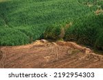 Area in a forest with clean cut trees and piles tree trunks on a side of a road ready for transportation. Supply of natural materials for construction and heating purpose concept. Mountain area.