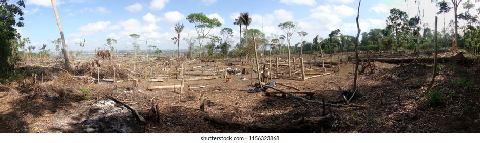 Area Of Illegal Deforestation Of Vegetation Native To The Brazilian Amazon Forest