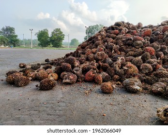 Area in the area of ​​the palm oil factory, the crude oil production plant from the palm fruit, the palm bunch