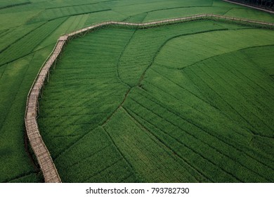 Areal Of Rice Field In The Sunny Day