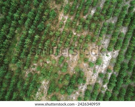 areal view of an agriculture forest with rows and gaps
