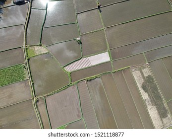 Areal View Of The Rice Fields In Bali, Indonesia. Rice Fields Background