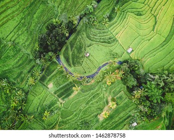 Areal View Of The Rice Fields In Indonesia