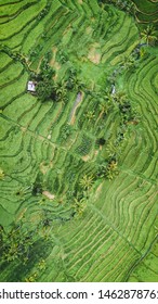 Areal View Of The Rice Fields In Indonesia