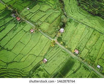 Areal View Of The Rice Fields In Indonesia