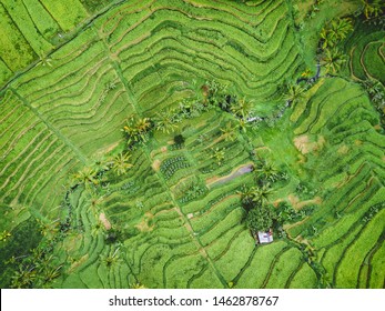 Areal View Of The Rice Fields In Indonesia