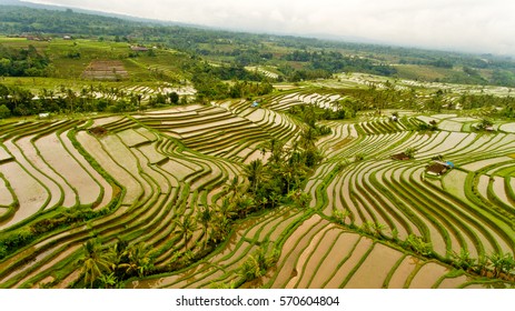 Areal View Of Terrace Rice Fields. Bali Indonesia.