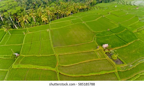 Areal View Of Terrace Rice Fields. Bali, Indonesia.