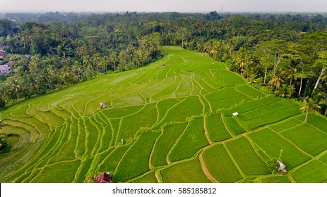 Areal View Of Terrace Rice Fields. Bali, Indonesia.