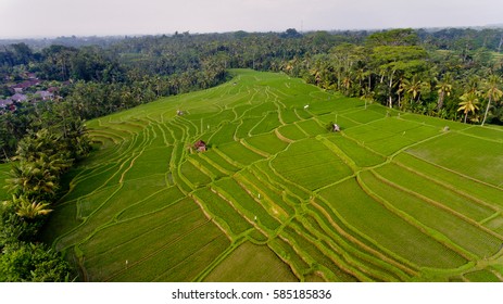 Areal View Of Terrace Rice Fields. Bali, Indonesia.