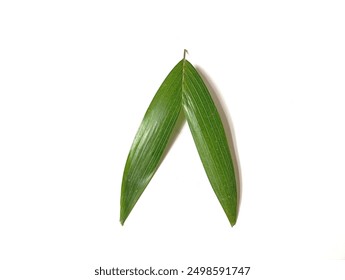 Areca leaf "Areca catechu" With isolated background on white
