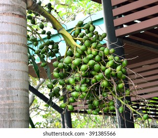 Areca nut or Areca catechu on the tree