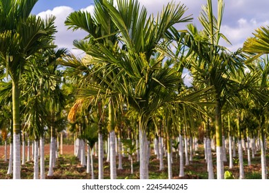 Areca nut, Areca nut palm, Areca palm, Betel nut palm, Betel Nuts tree garden park - Shutterstock ID 2245440245