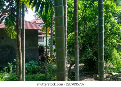 Areca Nut Trees Lined Up Neatly