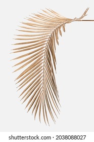 Areca Palm Leaf Painted In Gold On An Off White Background