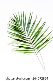 Areca Palm Leaves Stock Photo 264092984 | Shutterstock