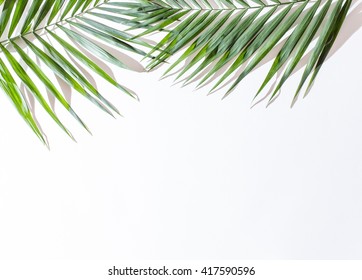 14,710 Areca Palm Images, Stock Photos & Vectors | Shutterstock