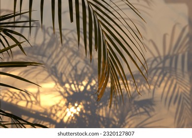 Areca palm leaves reflecting in the glass during sunset, outdoor scenery. - Powered by Shutterstock