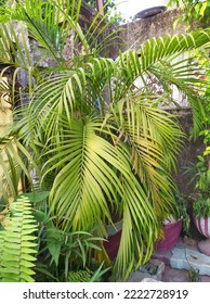 Areca Palm Plant In A Pot At Home Garden, Scientific Name Is Dypsis Lutescens. Also Known As Golden Cane Palm, Areca Palm, Yellow, Butterfly Or Bamboo Palm.