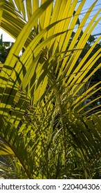 Areca Palm Is A Plant That Is Commonly Found In The Yard. Plants Belonging To The Areca Nut Tribe Originating From Madagascar.