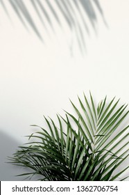 Areca Palm Shadows On A White Wall