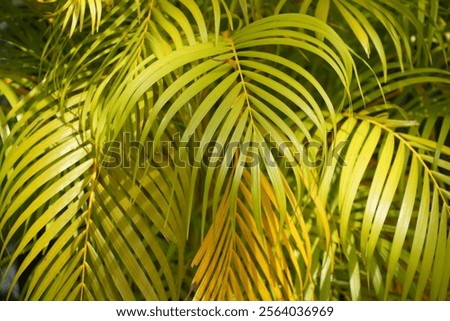 Areca Palm Tree. Leaves Pattern.