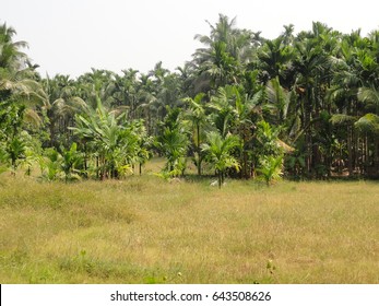 46 Supari farm Images, Stock Photos & Vectors | Shutterstock