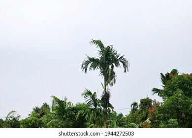 The Areca Tree Is Taller Than The Other Trees