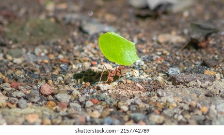 Arenal Volcano National Park, Costa Rica. September, 2017. Leafcutter Ant Carrying  A Cut Leaf To Use It As A Fertilizer To Grow Fungus.