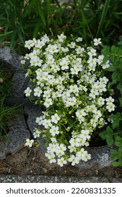 Arenaria montana "Blizzard" in the garden in May. Arenaria montana, the mountain sandwort, is a species of flowering plant in the family Caryophyllaceae. Berlin, Germany - Shutterstock ID 2260831335