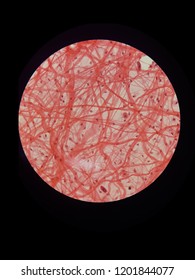 Areolar Connective Tissue ,loose Connective Tissue By Light Microscope