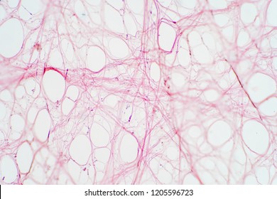 Areolar Connective Tissue Under The Microscope View. Histological For Human Physiology.