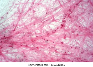 Areolar connective tissue under the microscope view. Histological for human physiology. - Shutterstock ID 1357613165