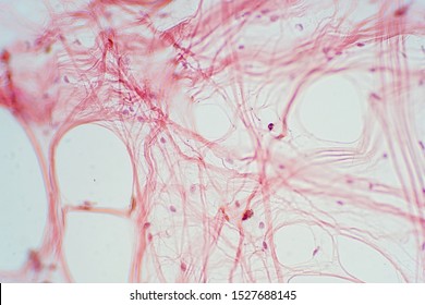 Areolar Connective Tissue Under The Microscope View. Histological For Human Physiology.