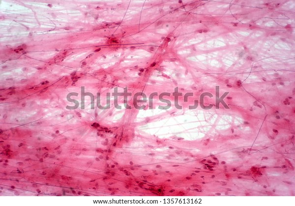 Areolar connective tissue under the\
microscope view. Histological for human\
physiology.