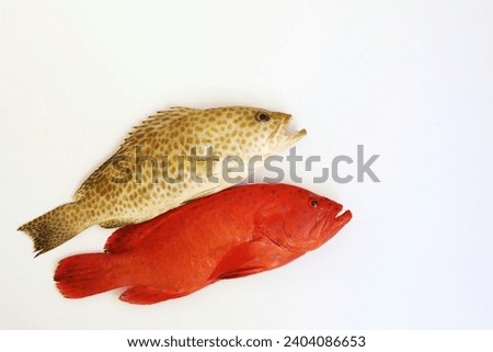 Areolate grouper ,blue-spotted seabass, yellow-spotted grouper, marine ray-finned fish, sea bass, it inhabits coral reefs, fish, commercial catch, bass, free space, top view, background ,cephalopholis Stock photo © 