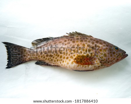 areolate grouper (Epinephelus areolatus),also known as the yellowspotted rockcod,areolate rockcod,green spotted rock cod, squaretail grouper or squaretail rockcod isolated on white background. Stock photo © 