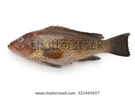 areolate grouper,epinephelus areolatus,yellow spotted rockcod Stock photo © 