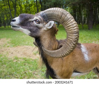 Argali Or Mountain Sheep In The Zoo