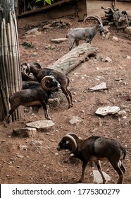 Argali Sheep Crowd In A Vertical Order