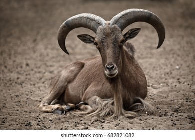 Argali, Wild Sheep.